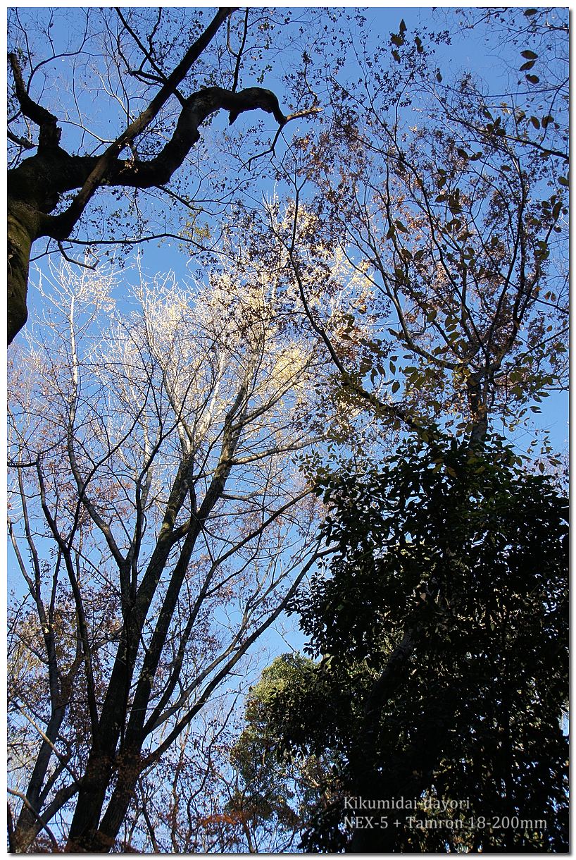 下鴨神社