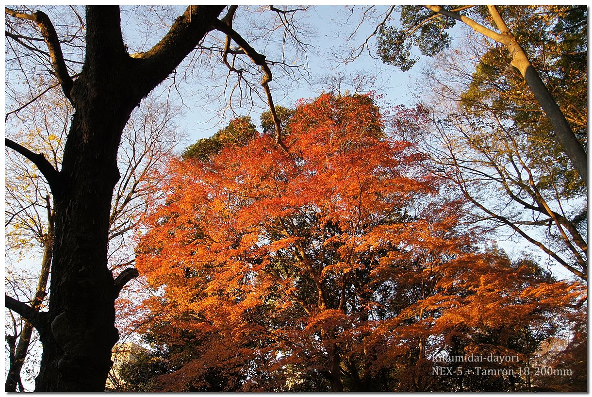 下鴨神社