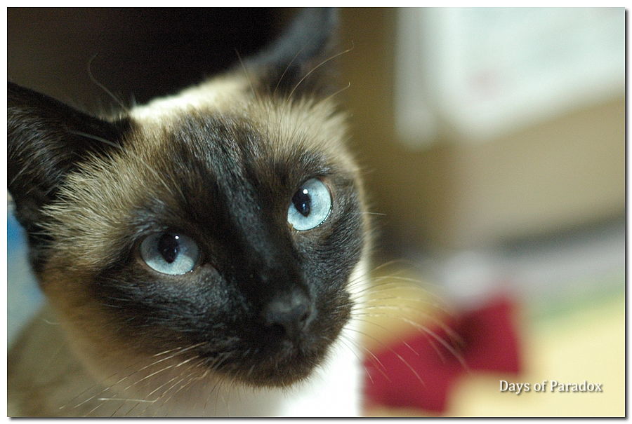 2019-01-30_cat.jpg