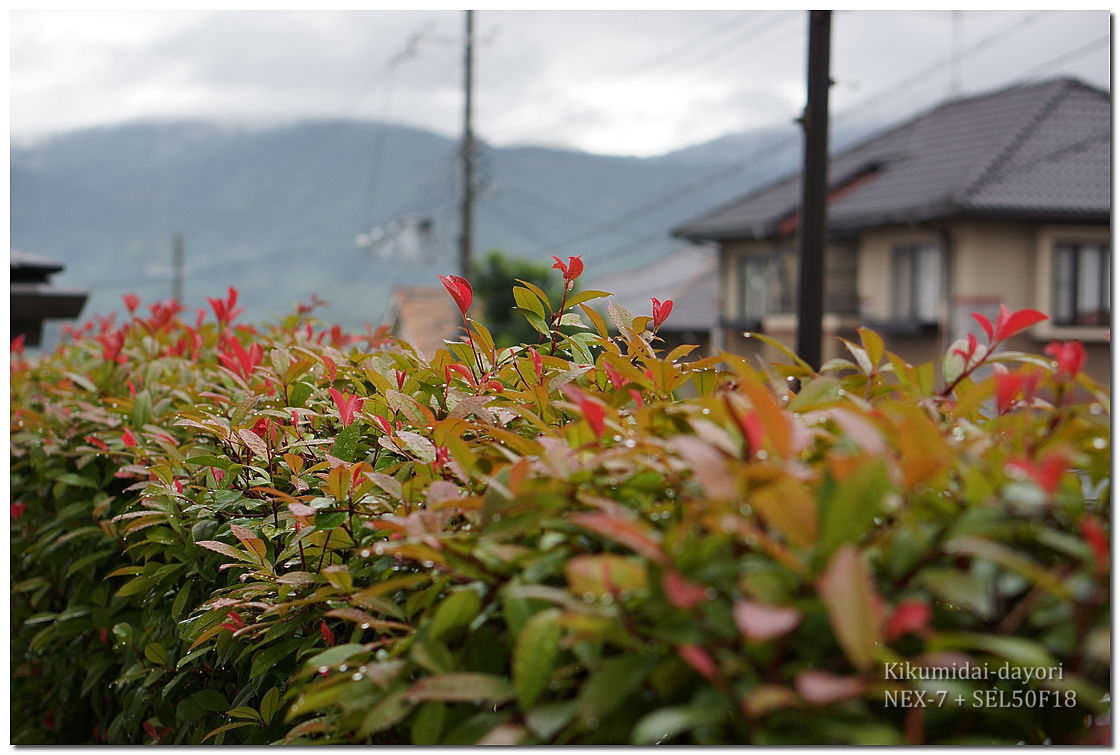 雨にぬれた朝