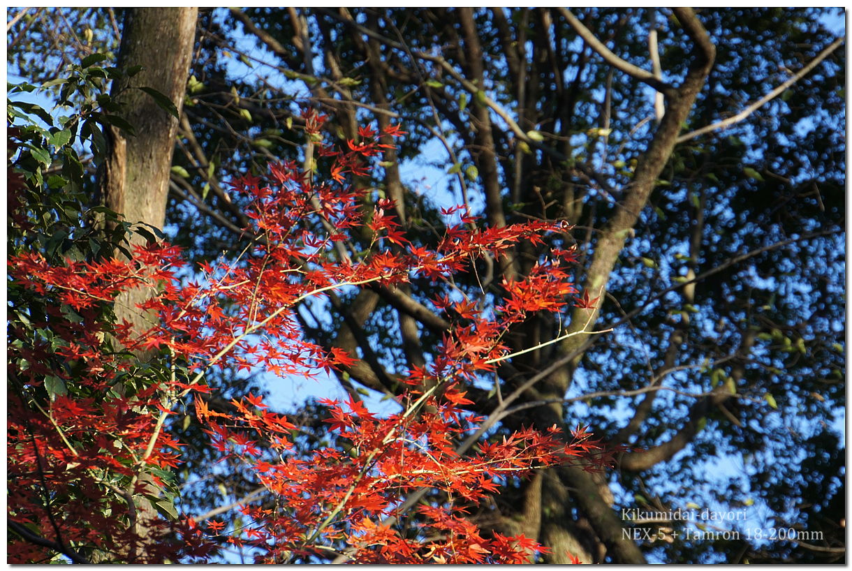 下鴨神社