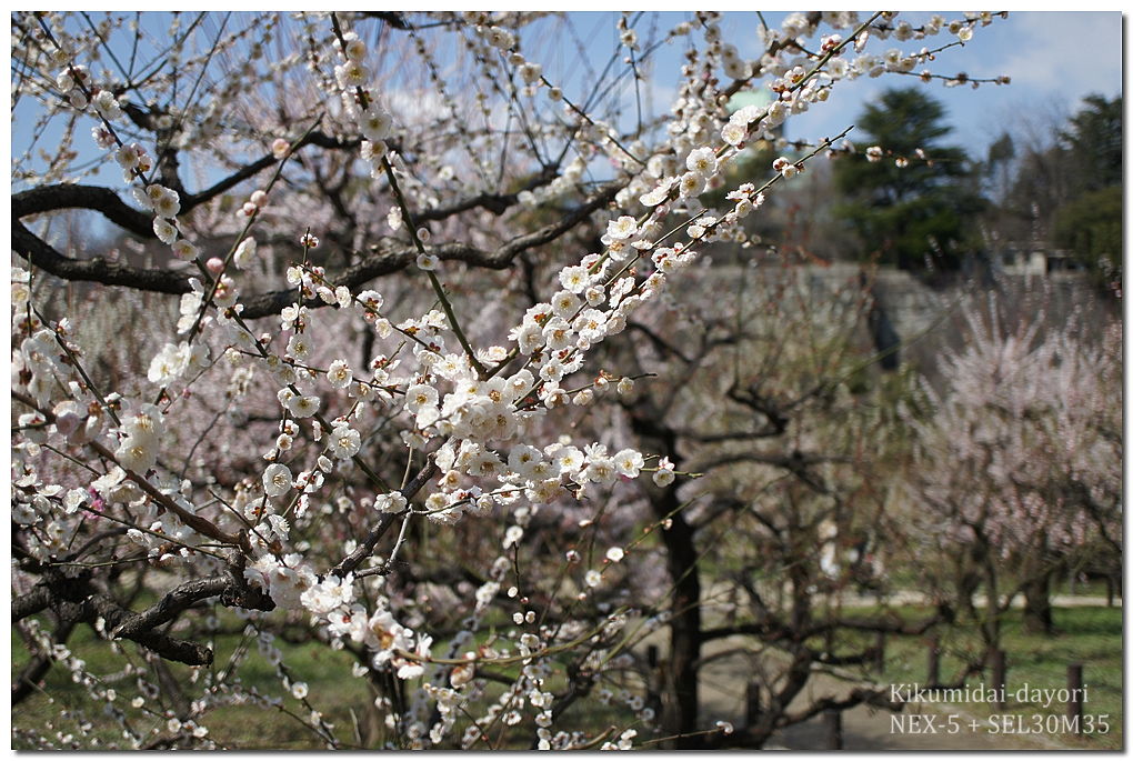 大阪城公園