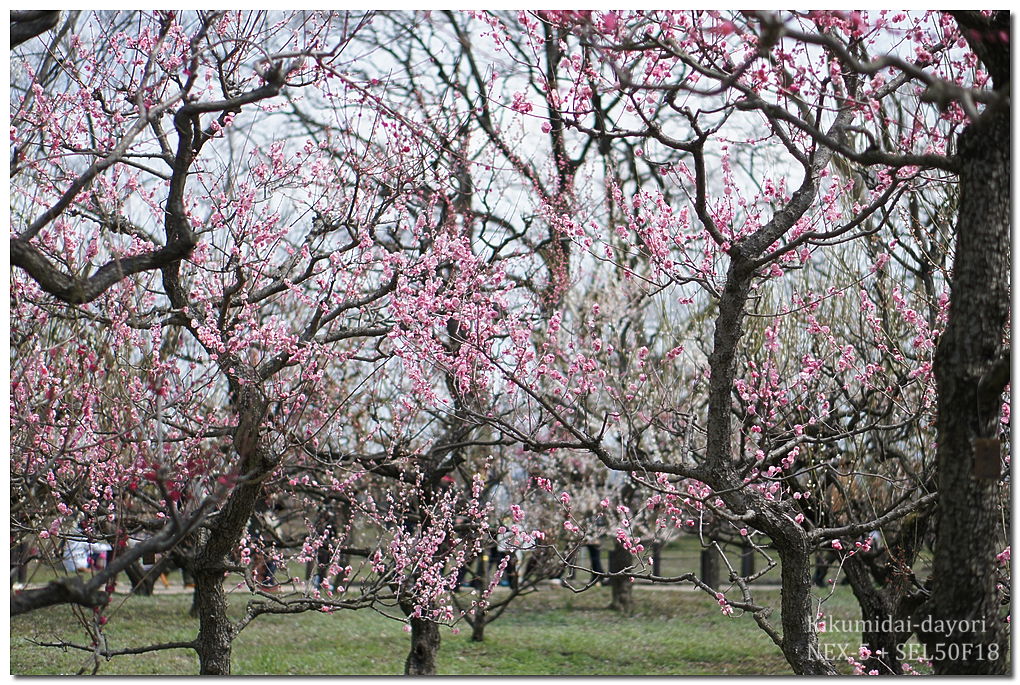 大阪城公園2