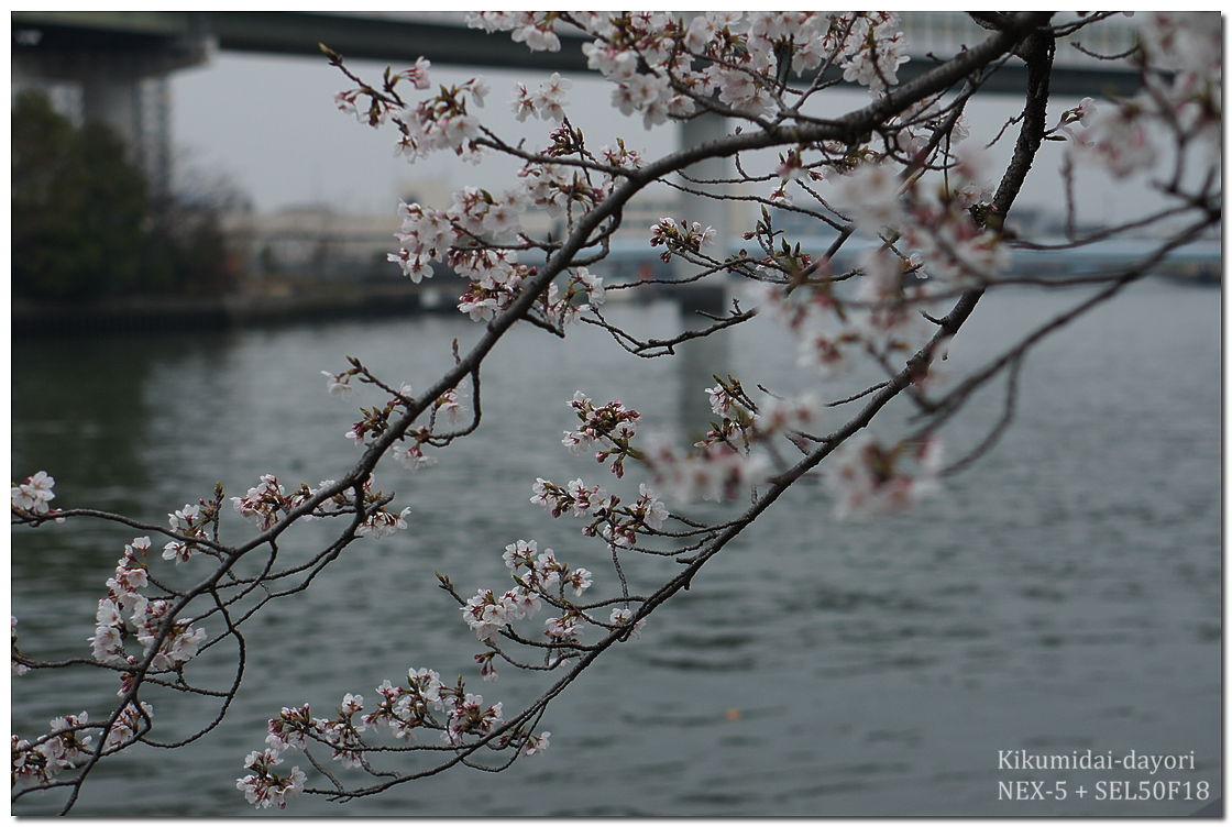 毛馬桜之宮公園