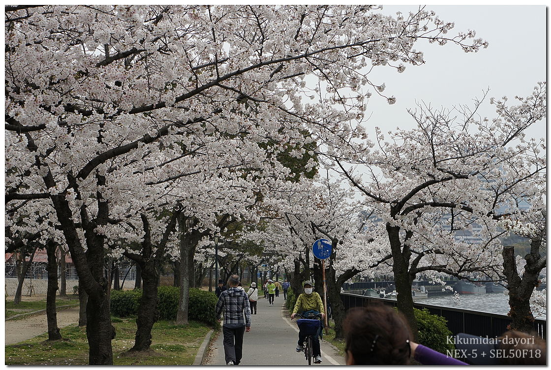 毛馬桜之宮公園