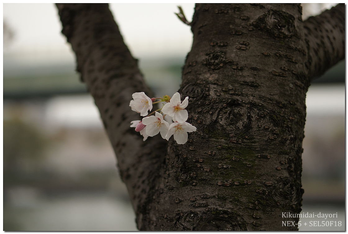 毛馬桜之宮公園