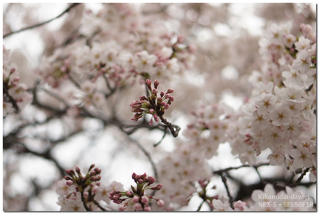 毛馬桜之宮公園