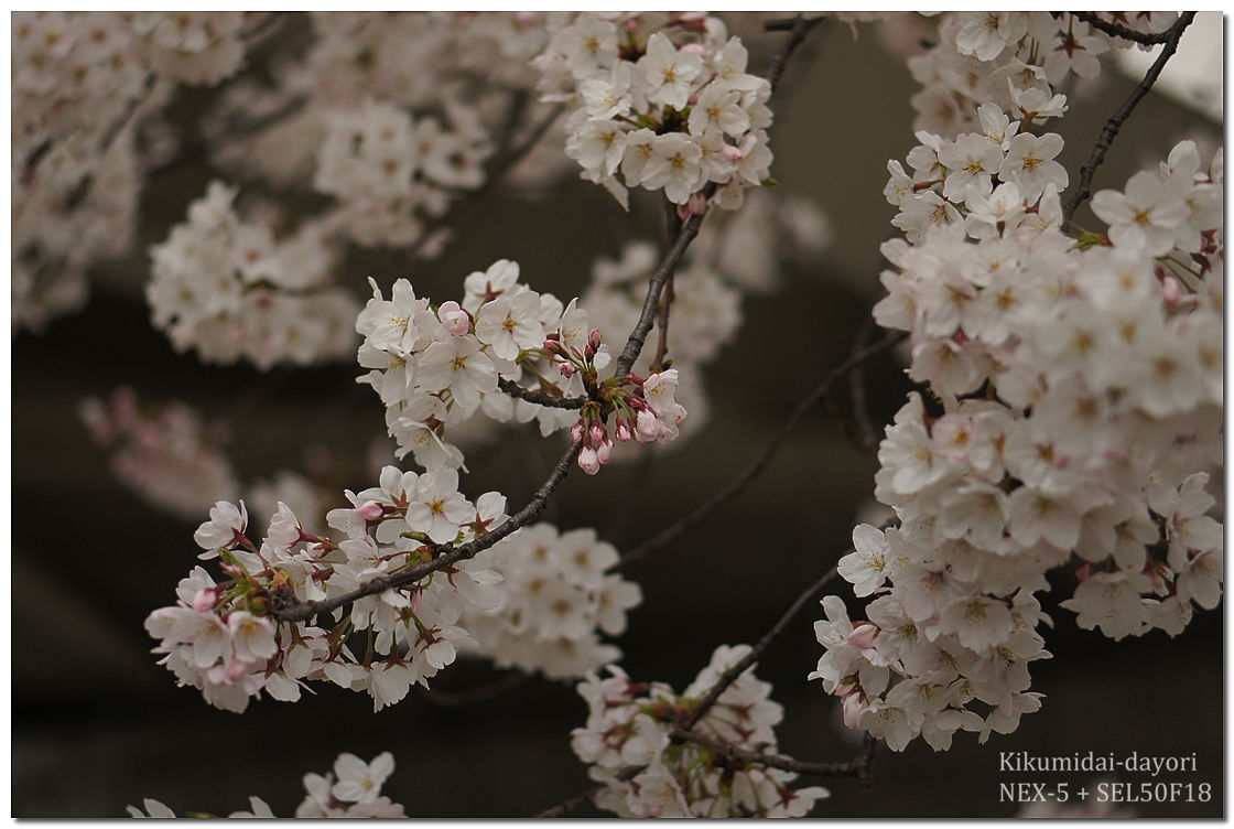 毛馬桜之宮公園